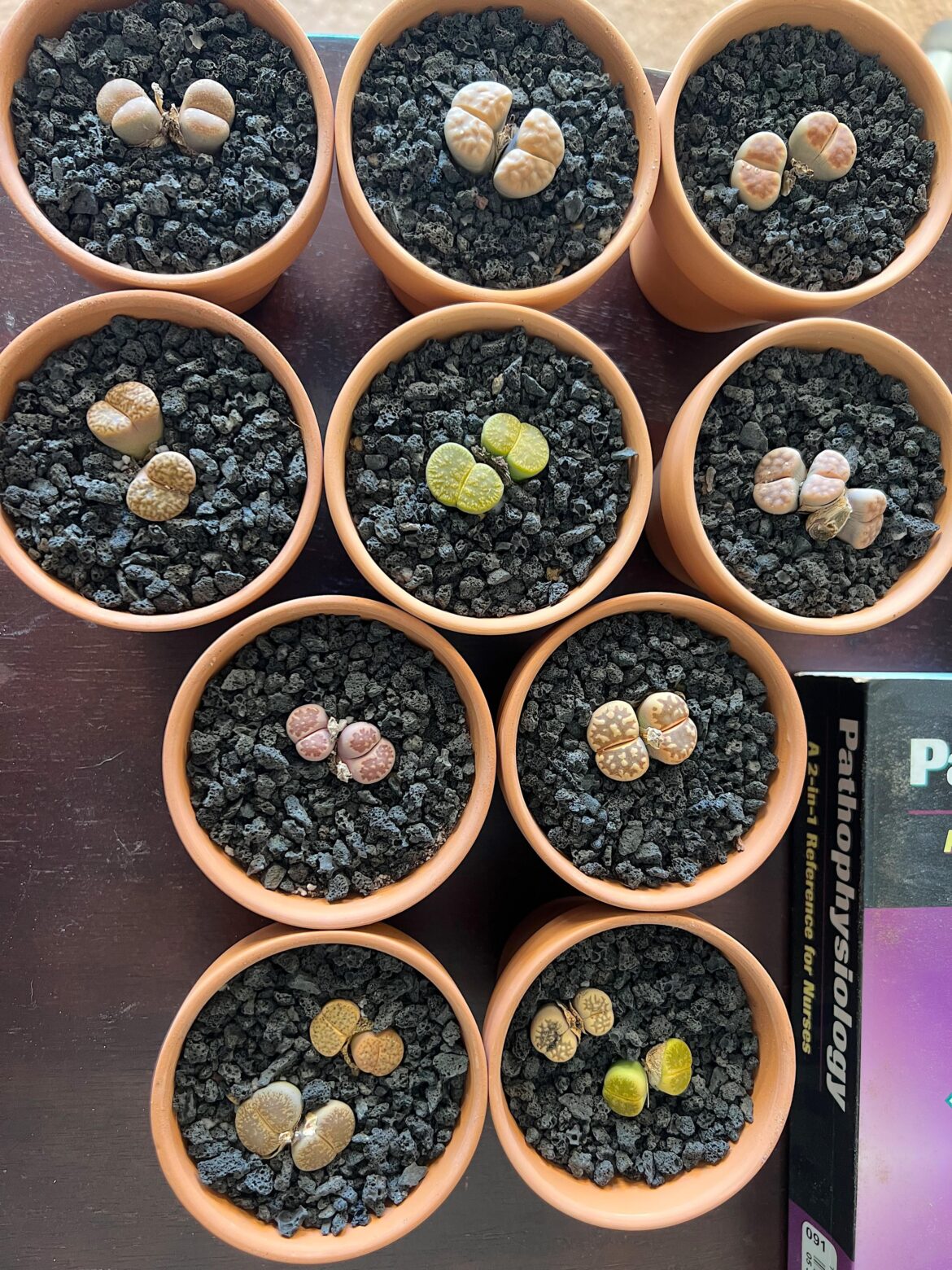 Repotted