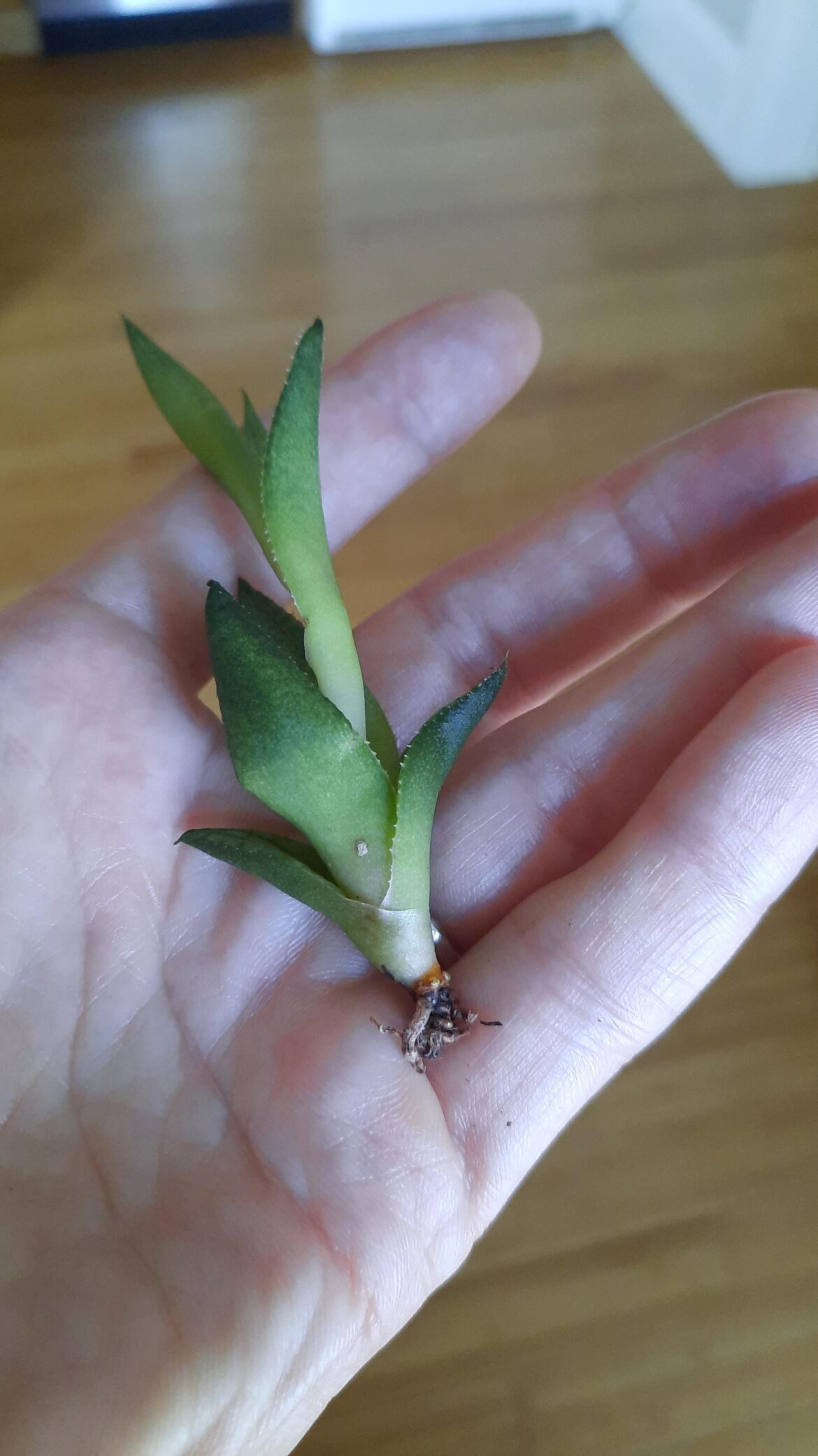 How should I prop this Home Depot baby?