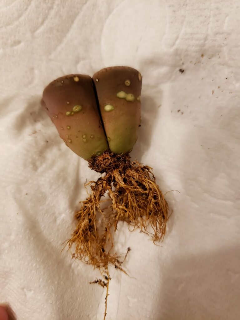 What are these white warty things on my new lithops?