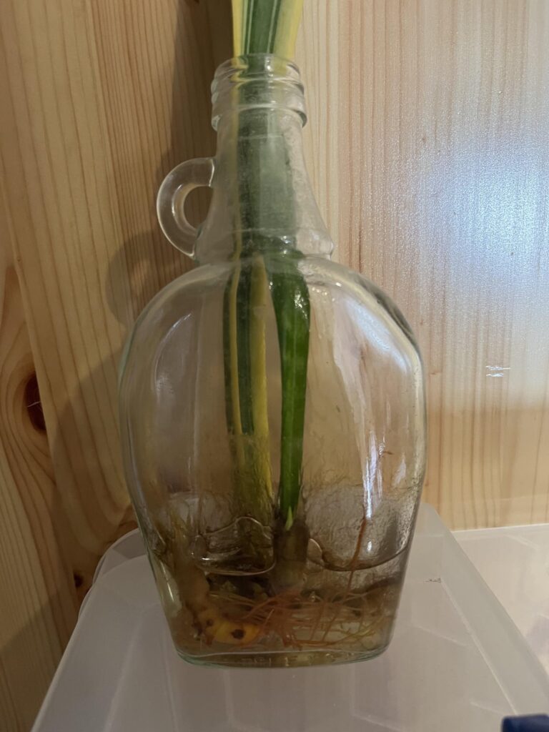 I think I’m going to have to break this bottle to get the plant out!