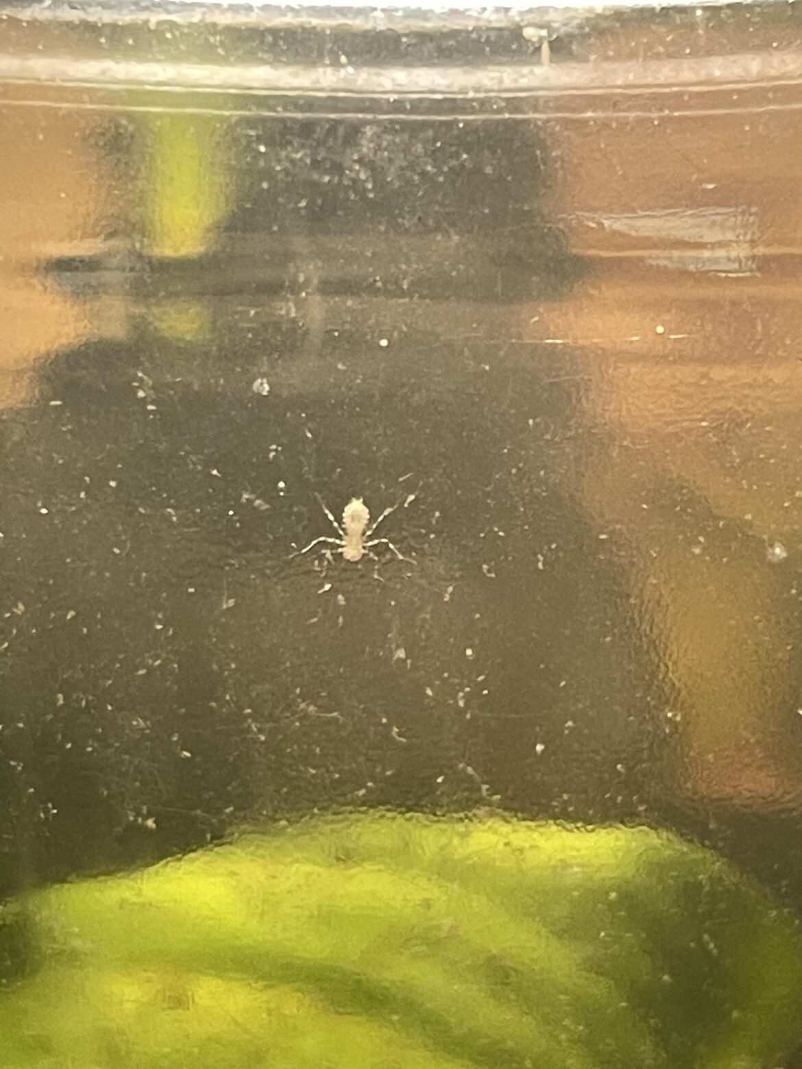 Can anyone get an ID for this lil guy? From my freshwater jarrarium made from pond water (NY)