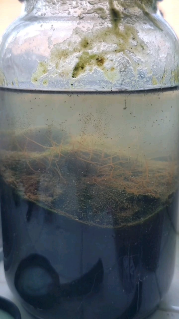my worm jar