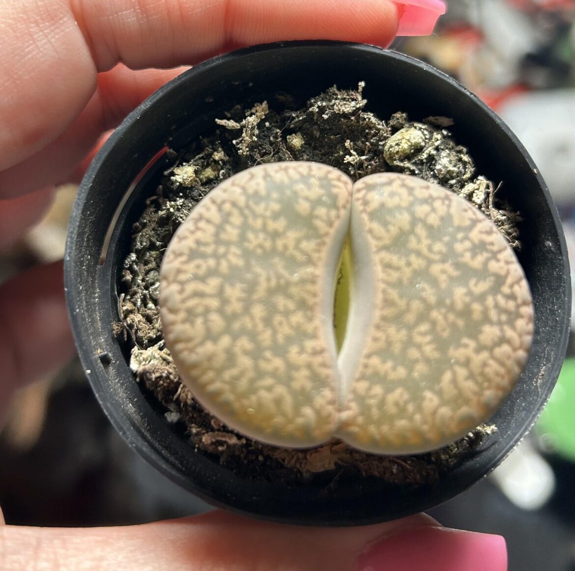 A score from Lowe’s for once
