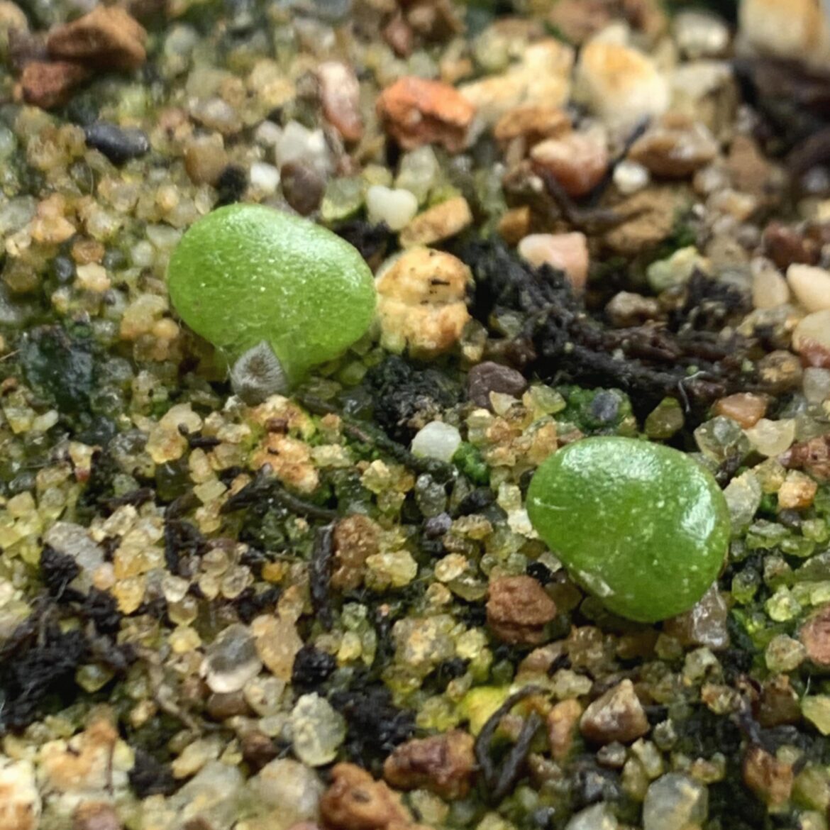 Misshapen Muiria seedling showing its new body!..