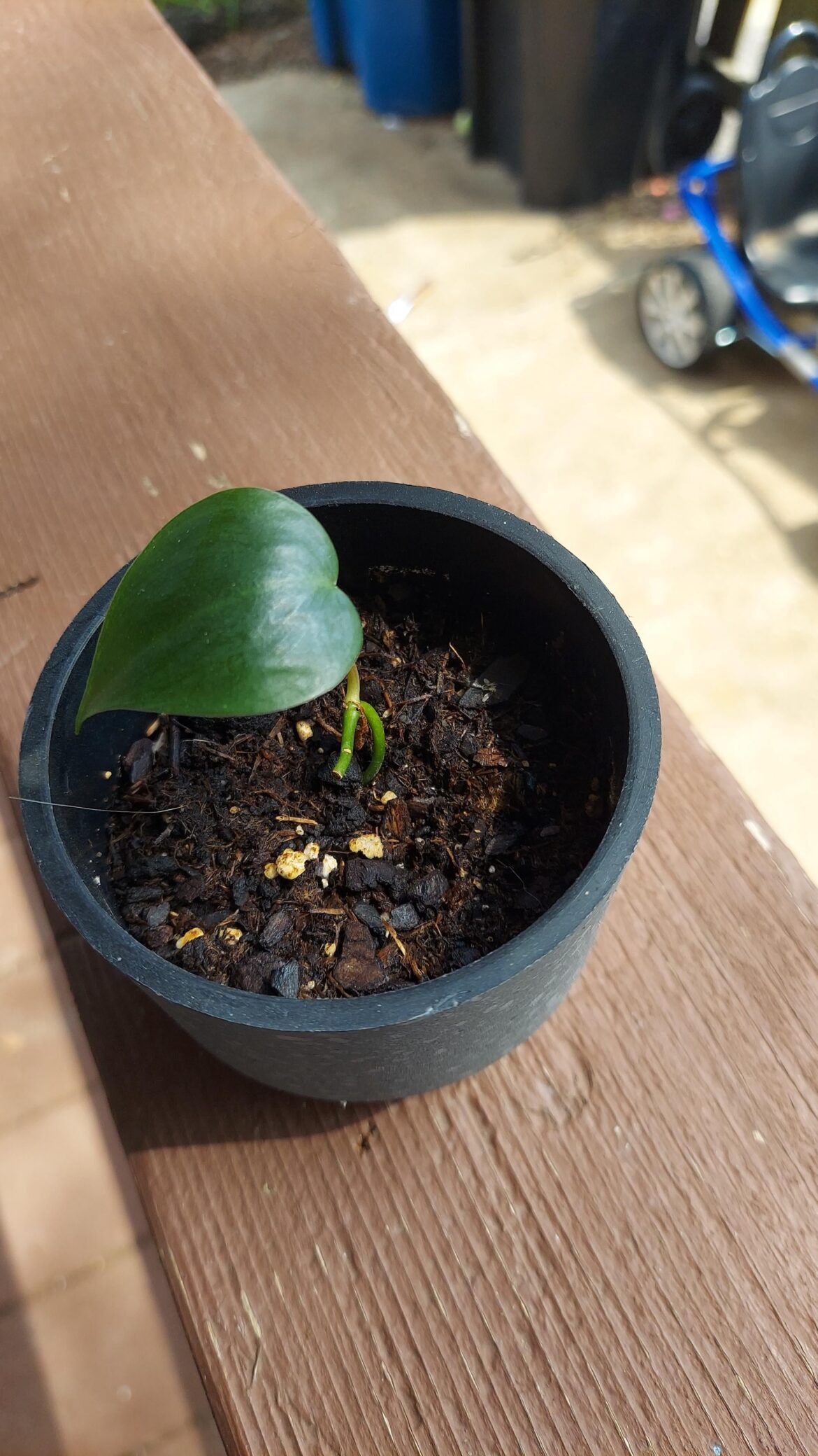 Is it going to eventually get new growth?