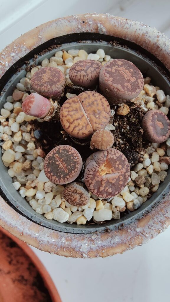 Freshly reported Lithops
