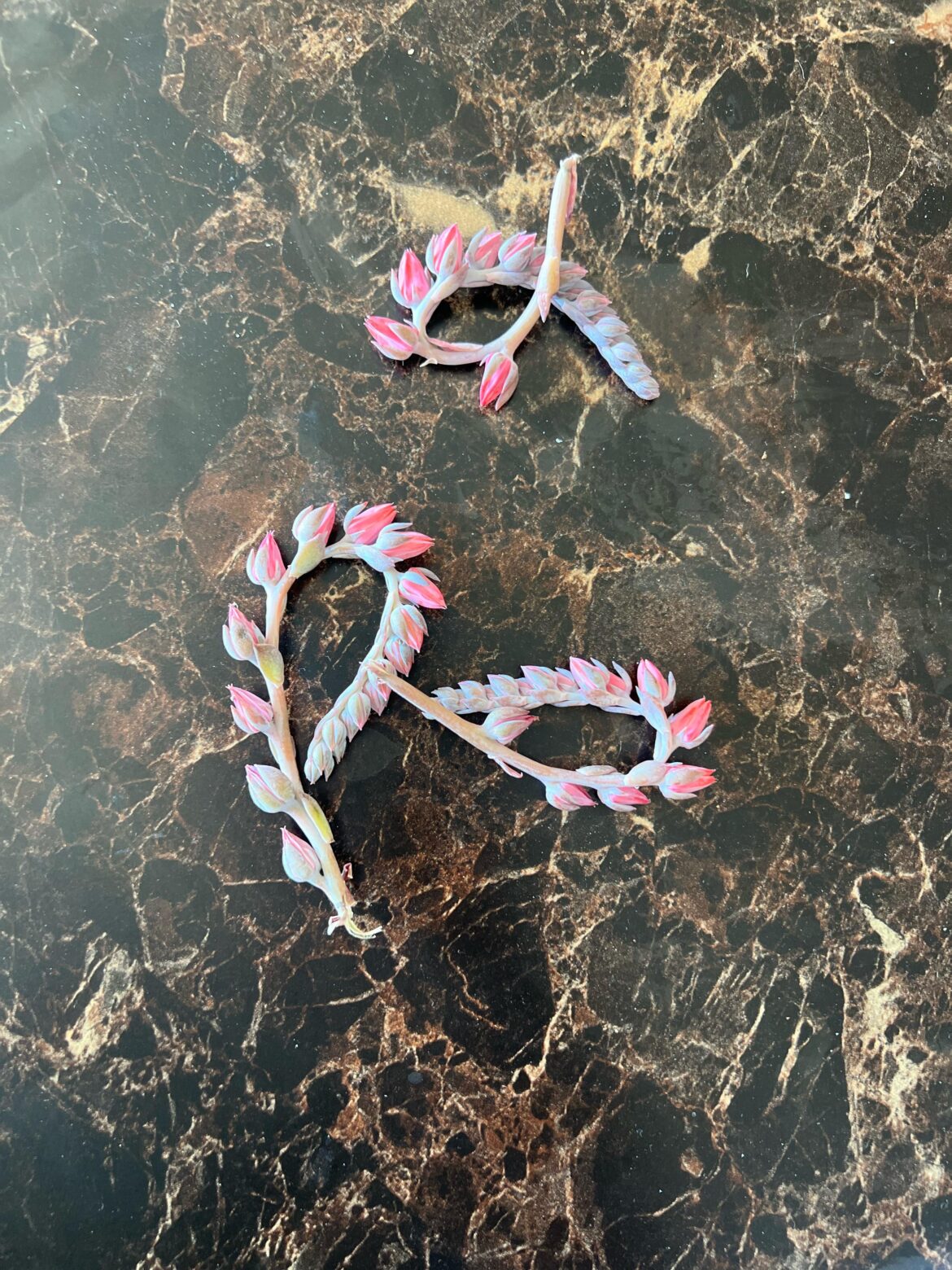 What to do with these viney, flowering props?