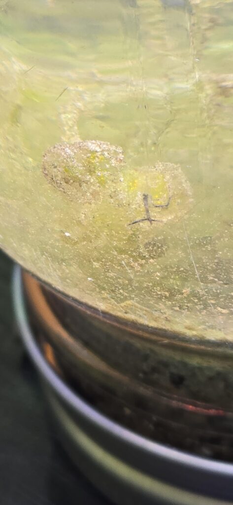 Thoughts on what this may be?