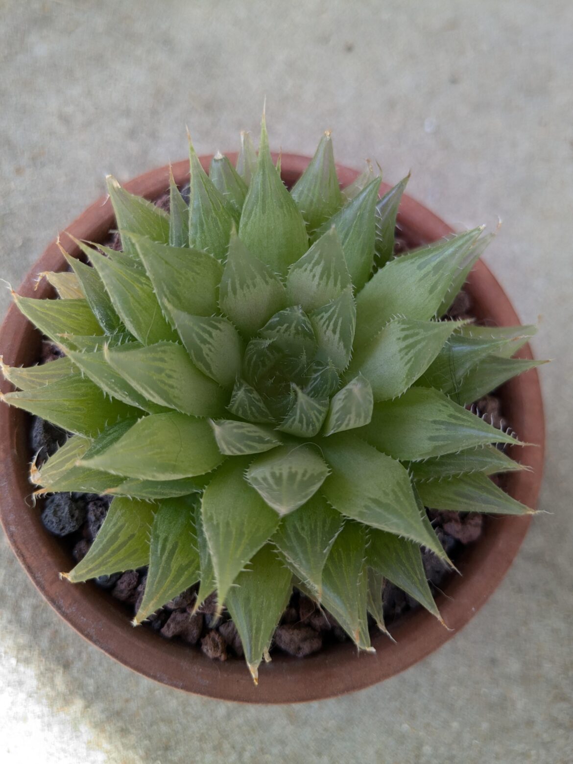 ID help plz?