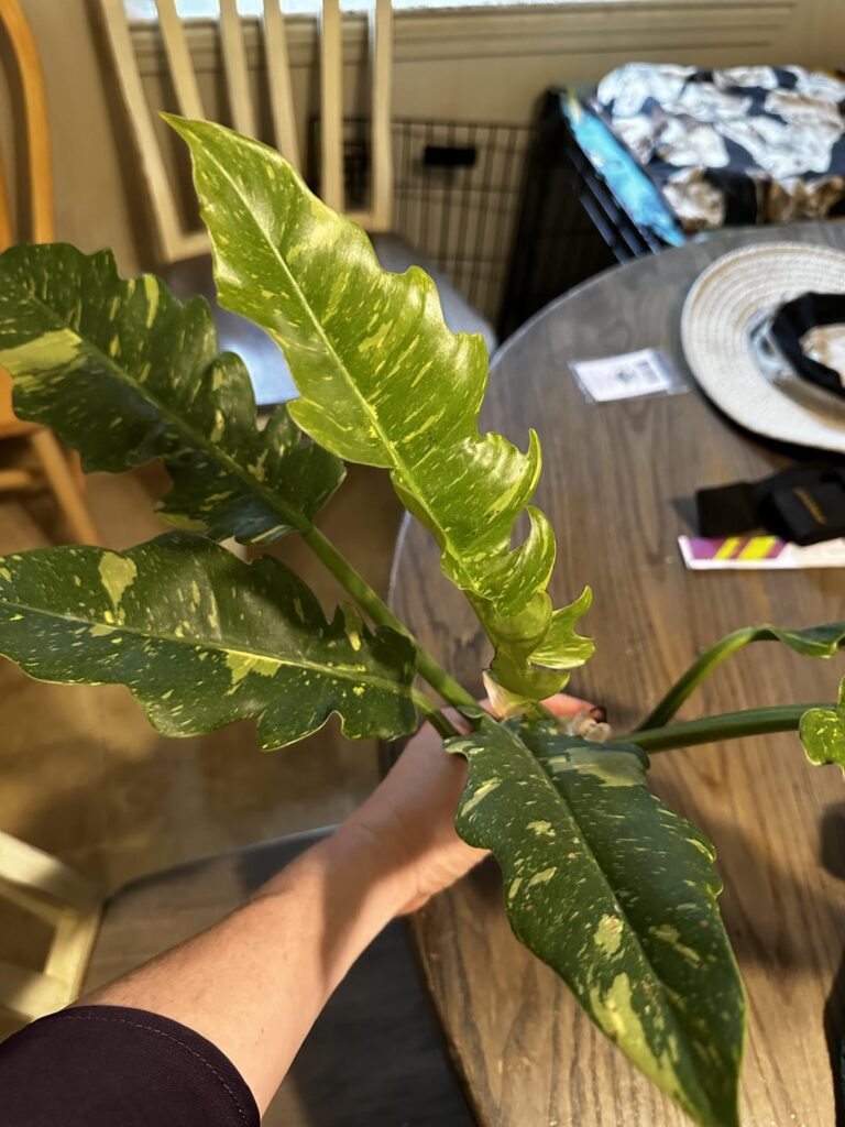 Philodendron ring of fire??? Philodendron ring of fire???