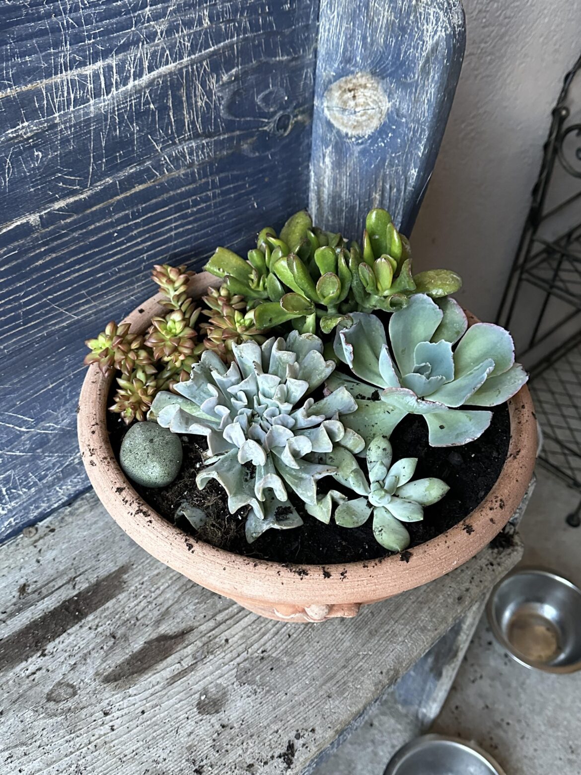 My first succulent arrangement