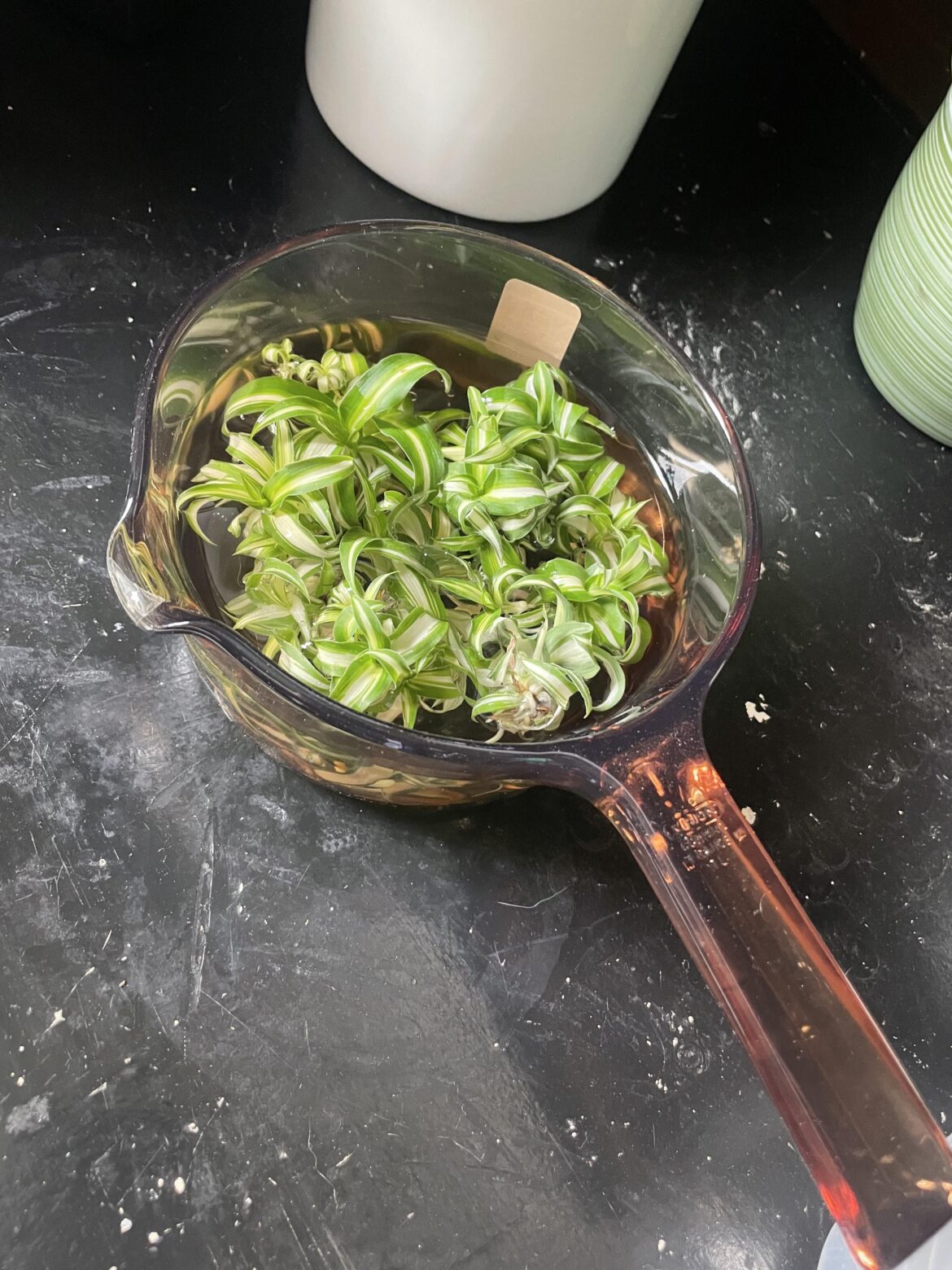 Little Plants? Little Plants?