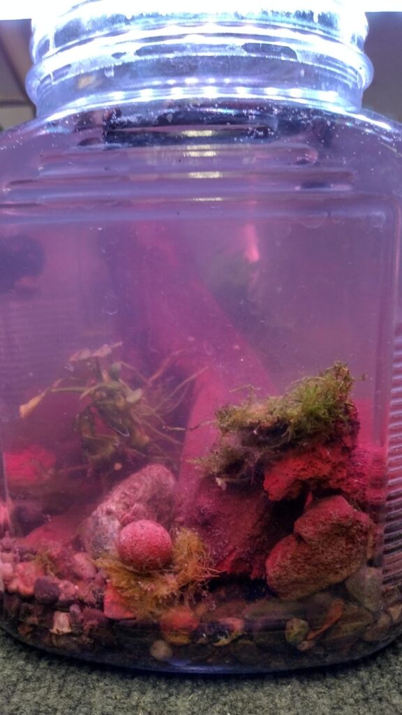 First try at a Jarrarium
