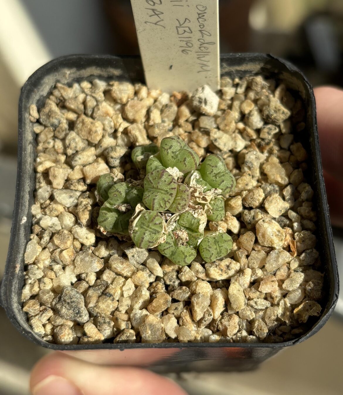 Last year this one split from two heads into ten. This year I’m counting ten into 16. Conophytum obcordellum ssp. rolfii, Elandsbay SB 1196