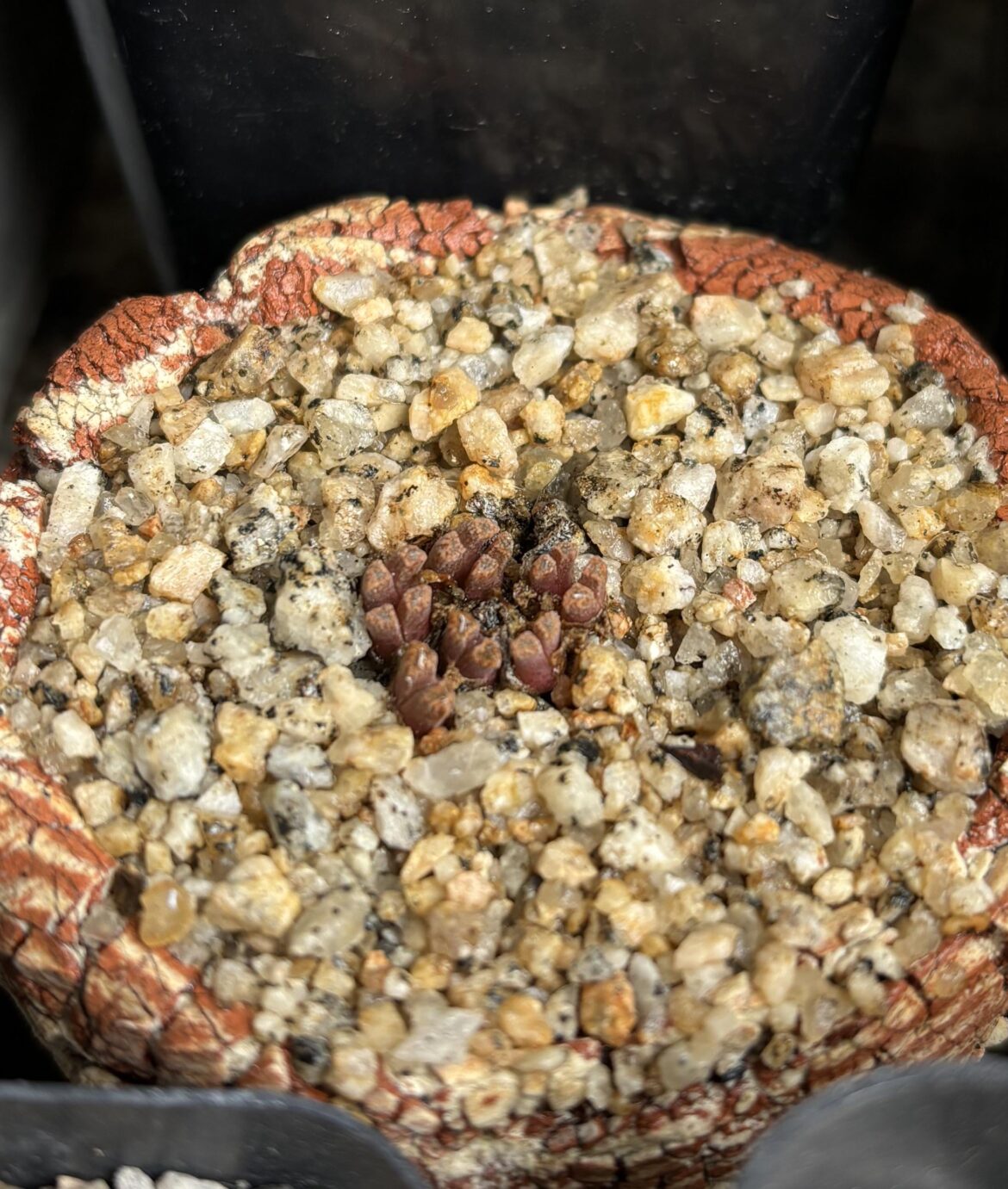 Conophytum reconditum – the smallest species of the genus. I had a difficult time with this one for the past year or so, but Hammer mentioned in a recent presentation that it’s a spring/summer grower rather than a fall/winter grower. It’s been happy with all the water it’s taken since then Conophytum reconditum - the smallest species of the genus. I had a difficult time with this one for the past year or so, but Hammer mentioned in a recent presentation that it’s a spring/summer grower rather than a fall/winter grower. It’s been happy with all the water it’s taken since then