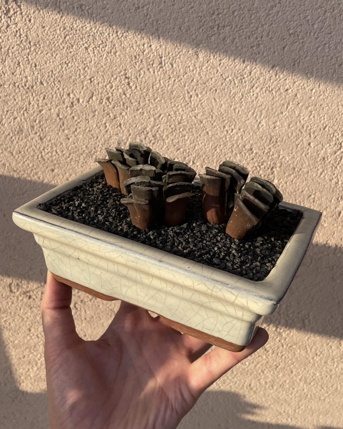 Ongoing truncata cluster project. About a year in this pot.