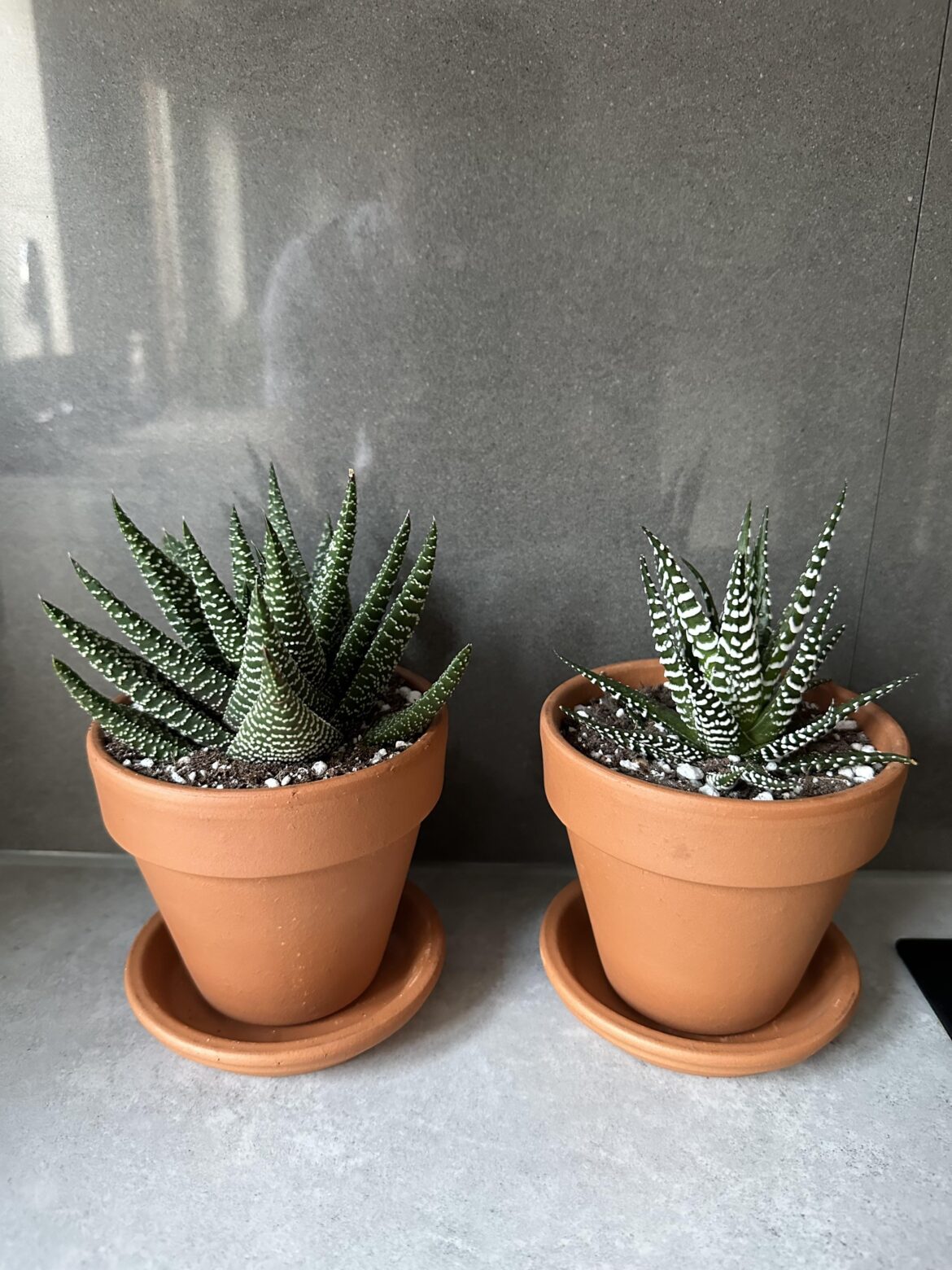 My newest addition