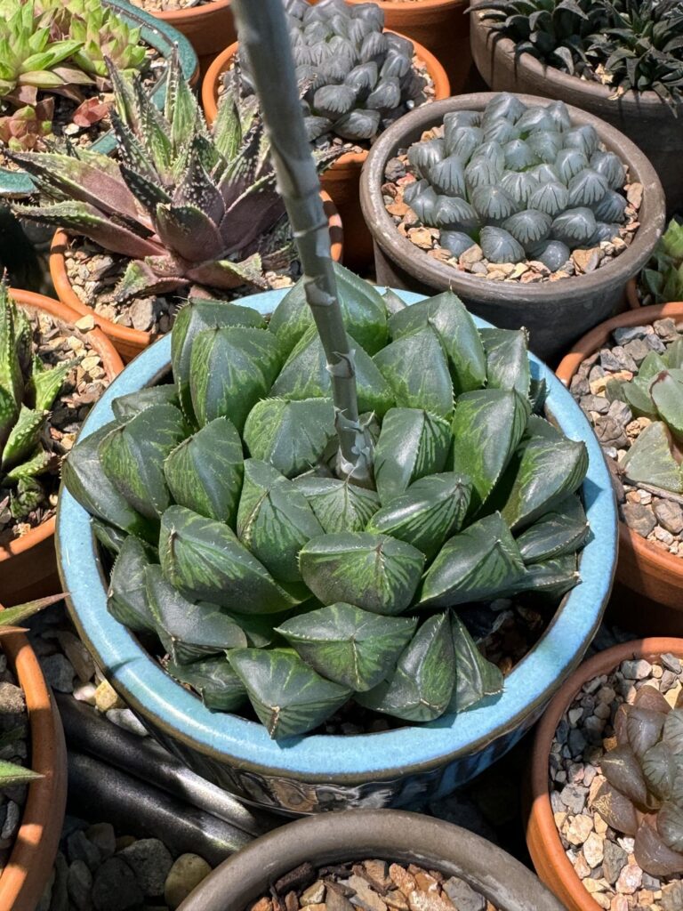 Crossed these two, and got a seed pod forming, wish me luck!