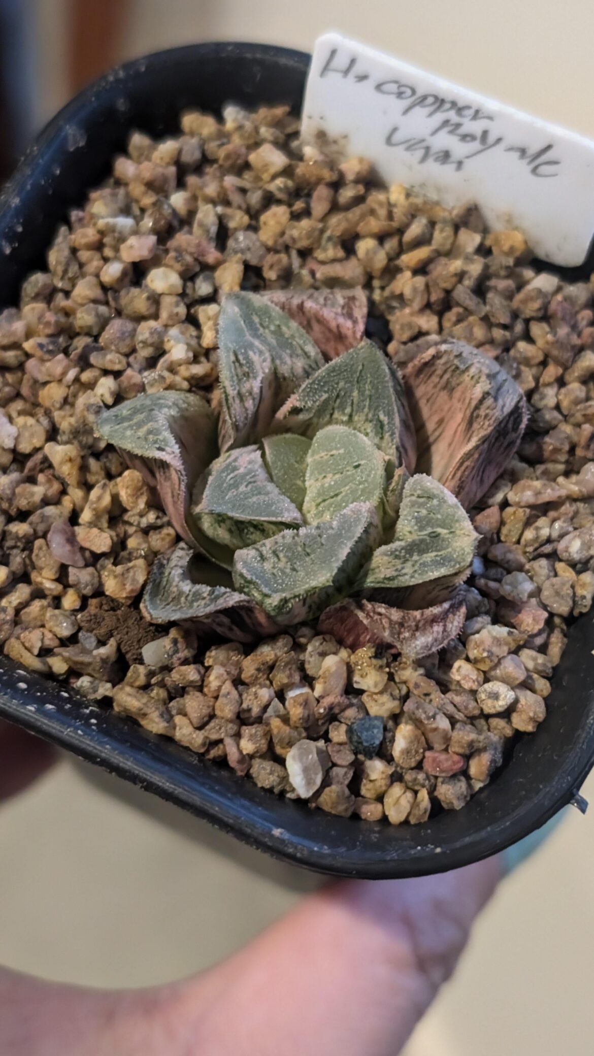 H. copper royale var.