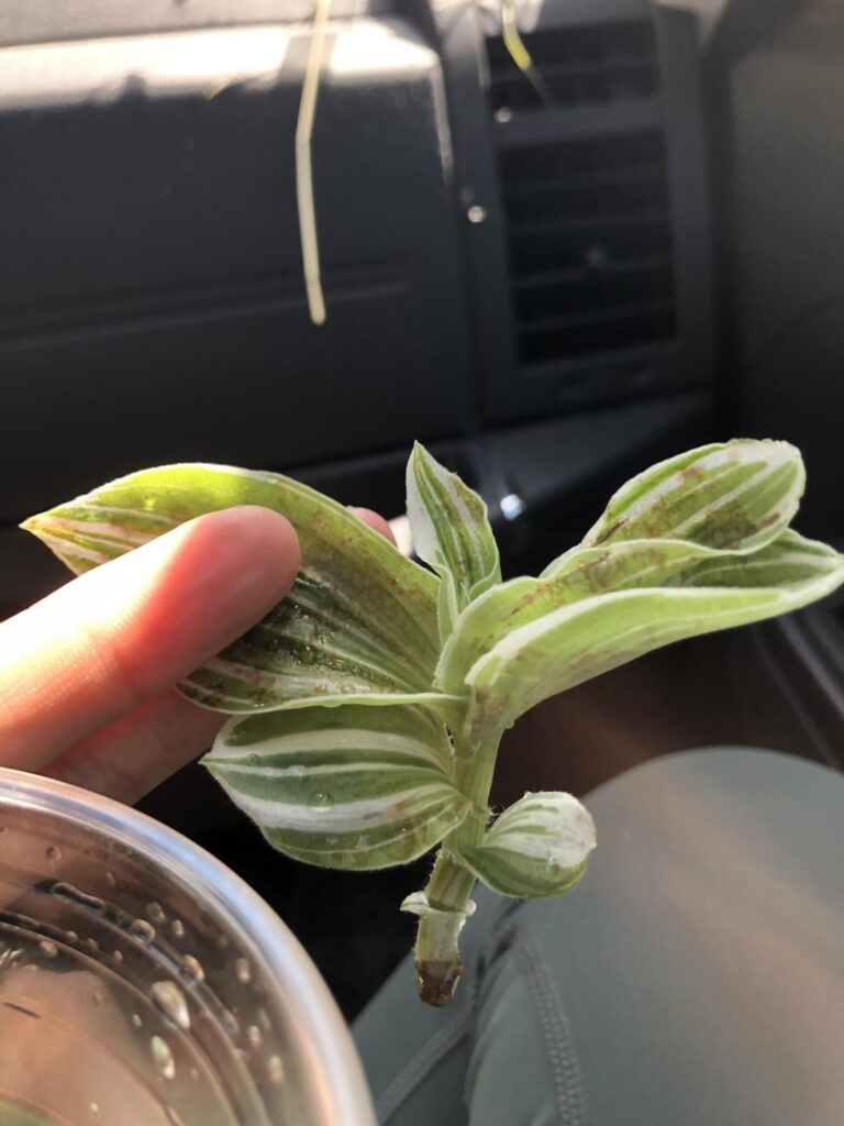 Camping propagation