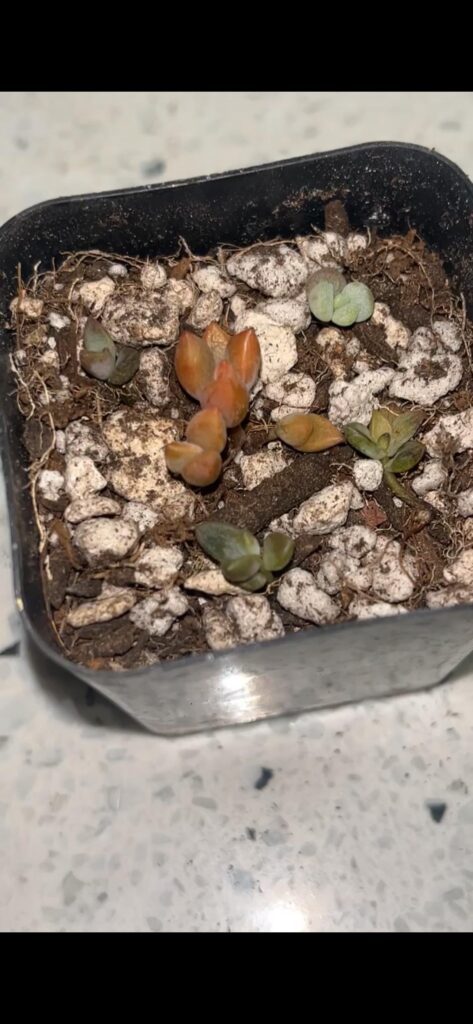 Indoor or outdoor