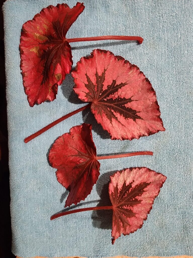First time propogating begonia rex