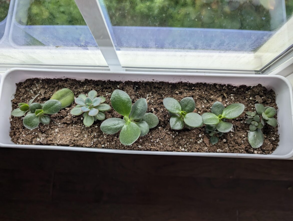My new babies