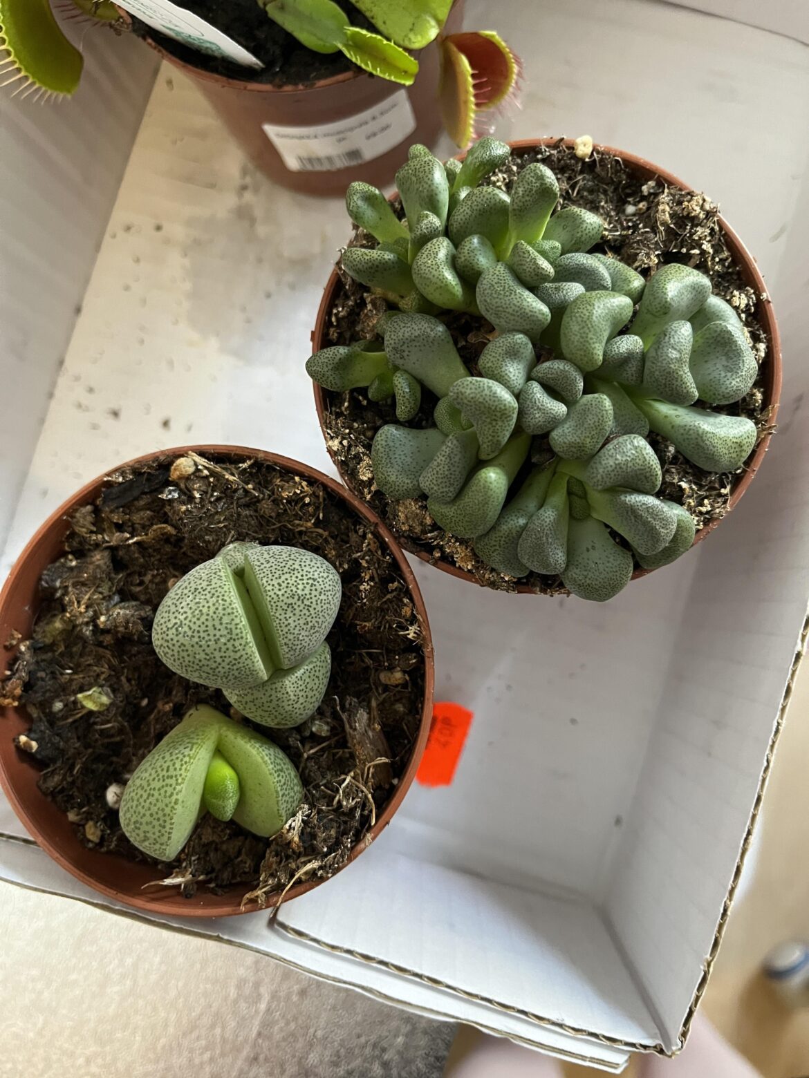 ID & Potting Help ID & Potting Help