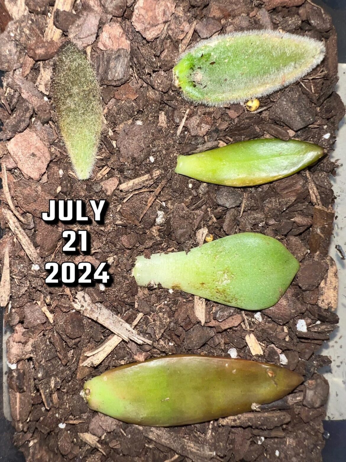 First time ever trying to propagate succulents. Any tips & tricks would be AMAZING!