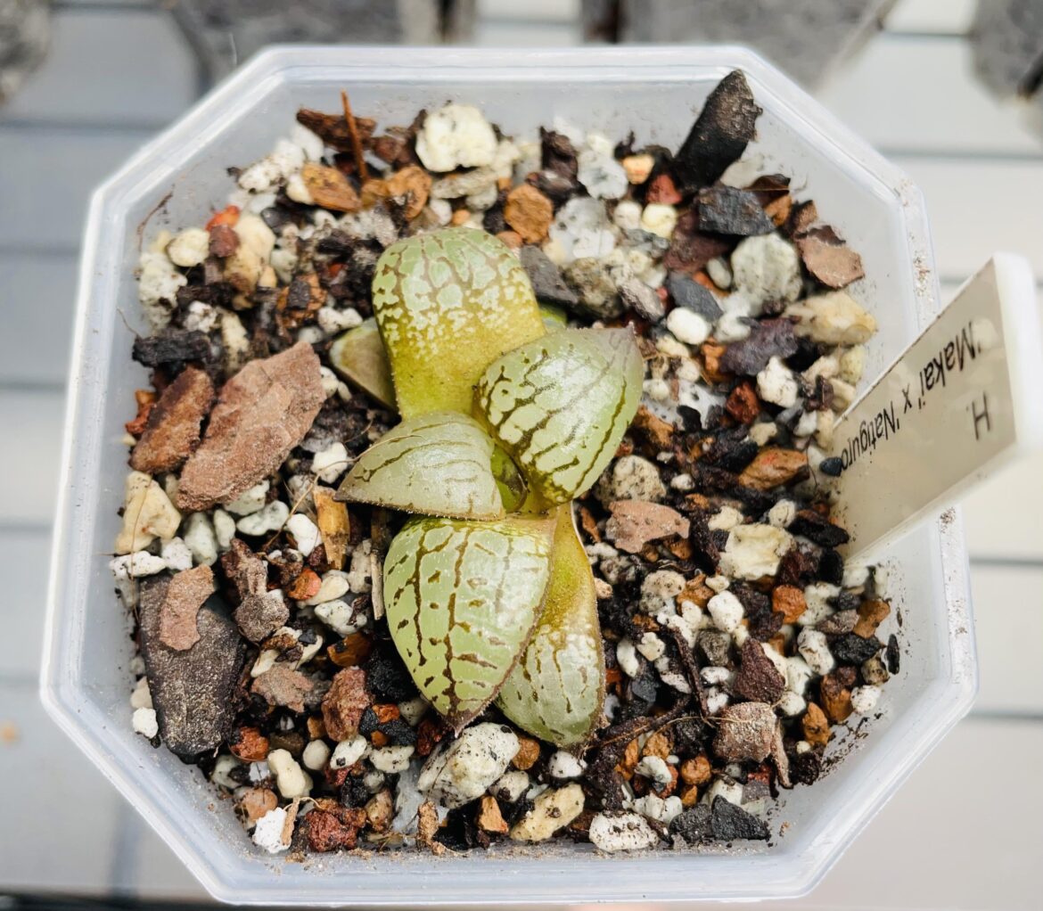 “Makai” x “natiguro x suisyou” seedling from Lynsey.