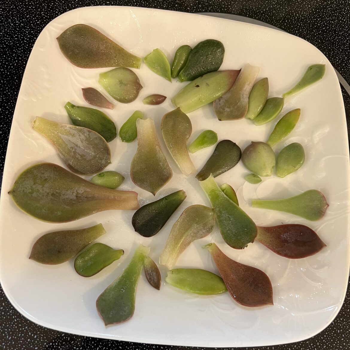 Lifted a bunch of succulent leaves today