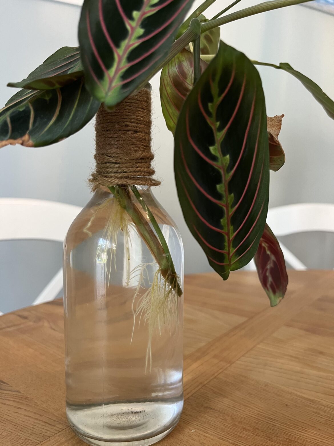 Ready to plant?