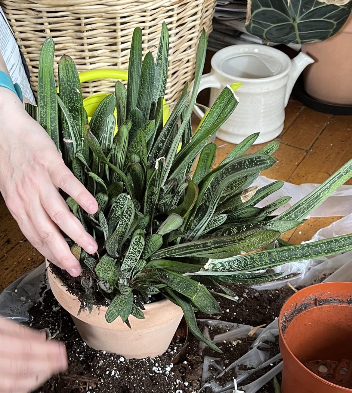 Id?