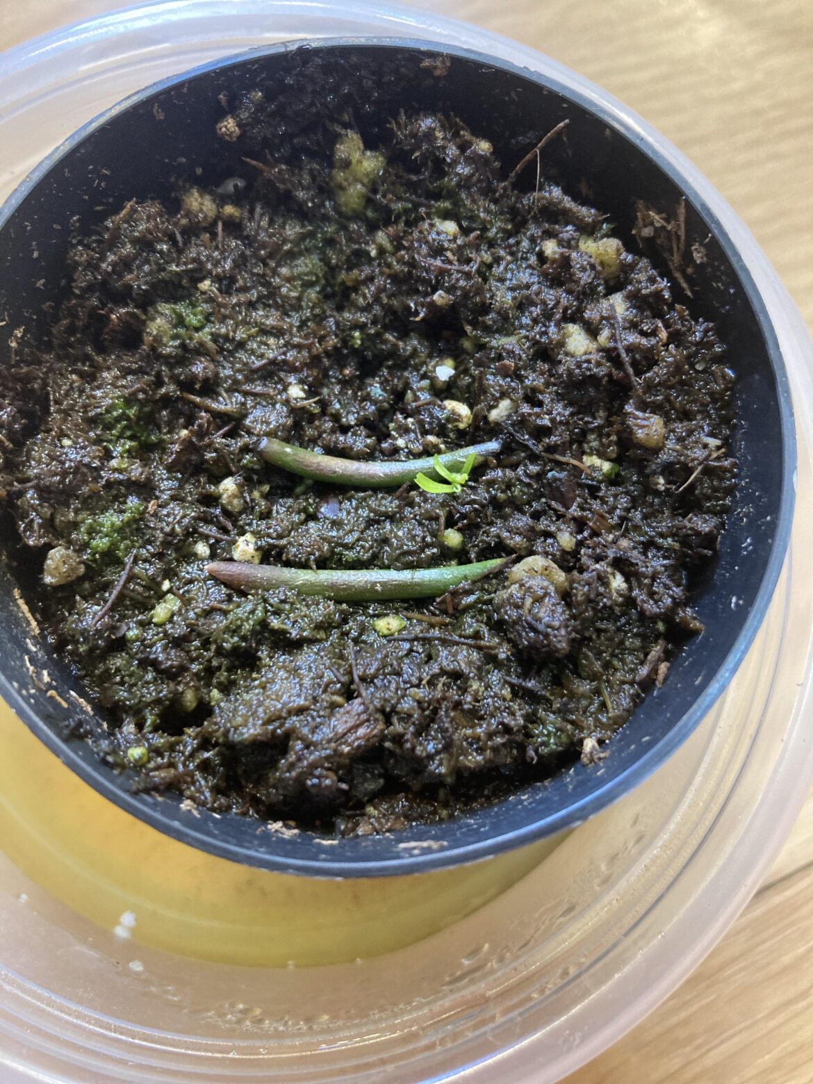 My Venus Flytrap propagations are growing!