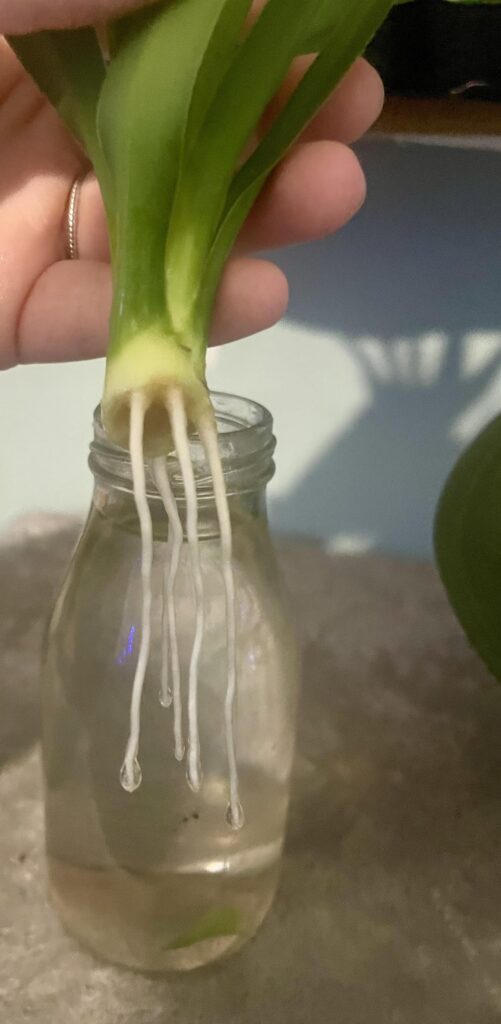 First successful prop from my yucca plant. What shall I do with it now?
