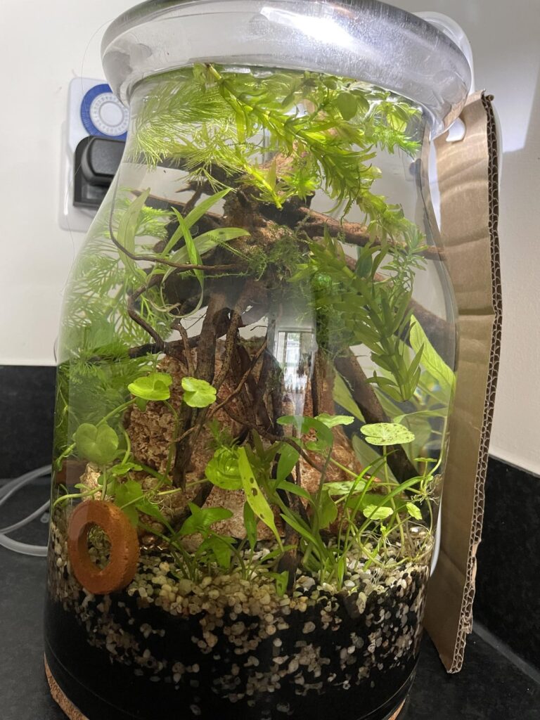 Couple of jars I setup recently Couple of jars I setup recently