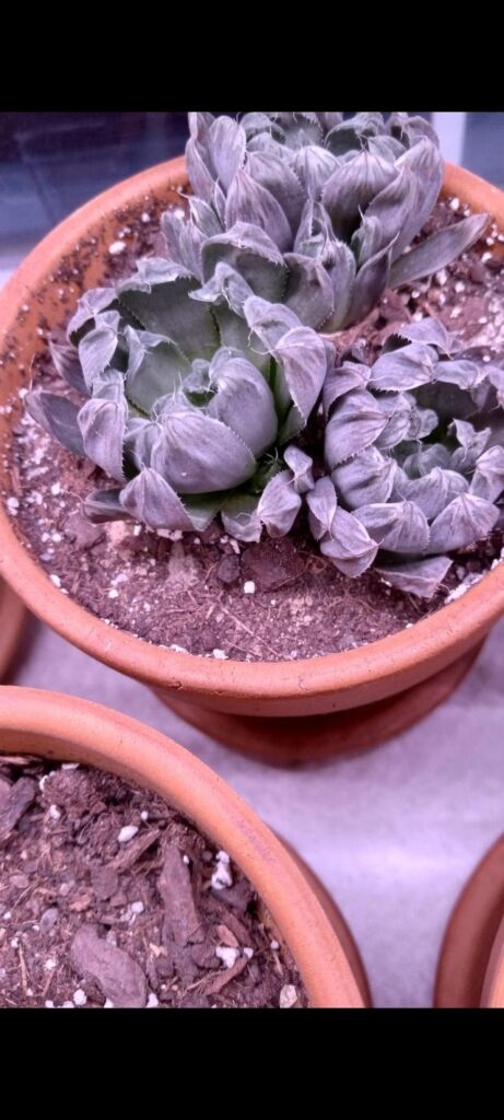 Help with deflated haw?