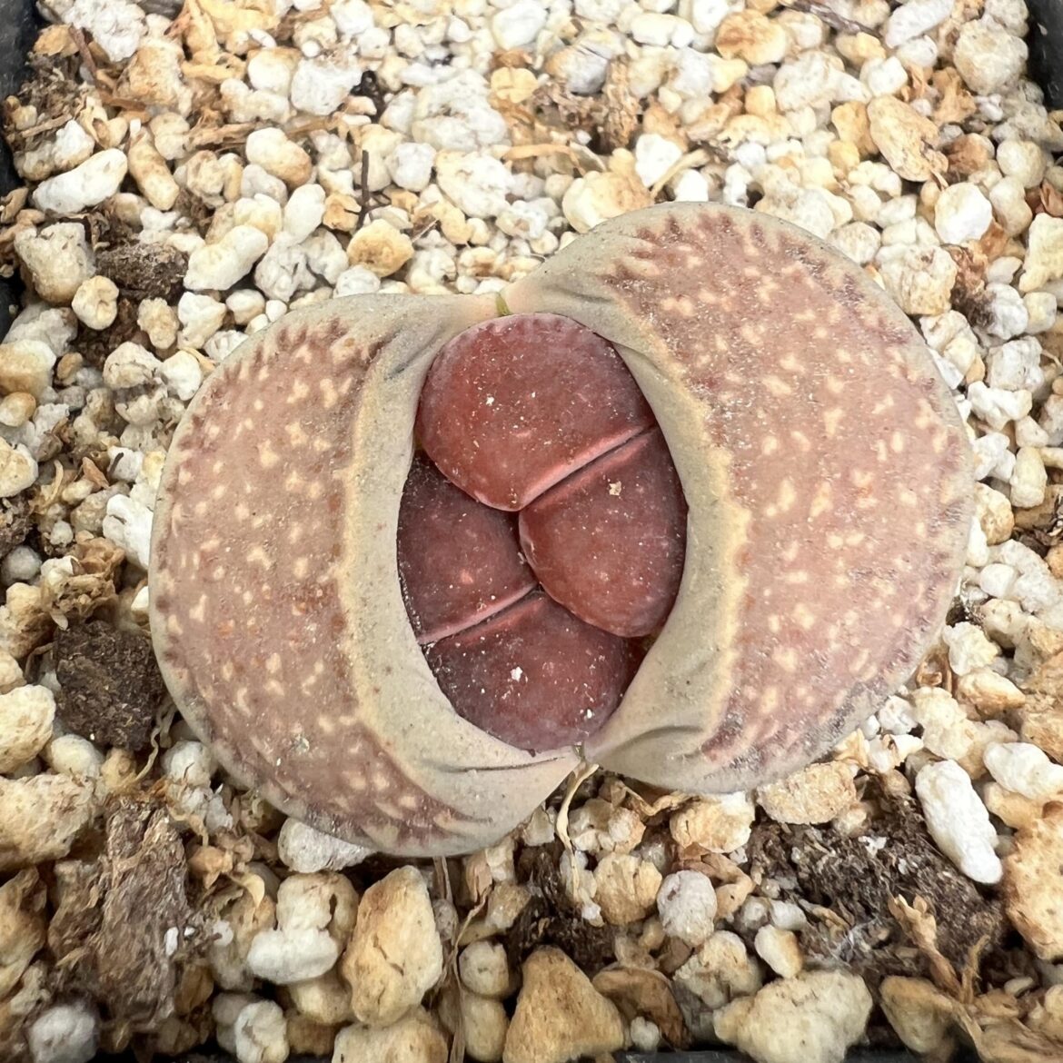Babies! 🍑🍑