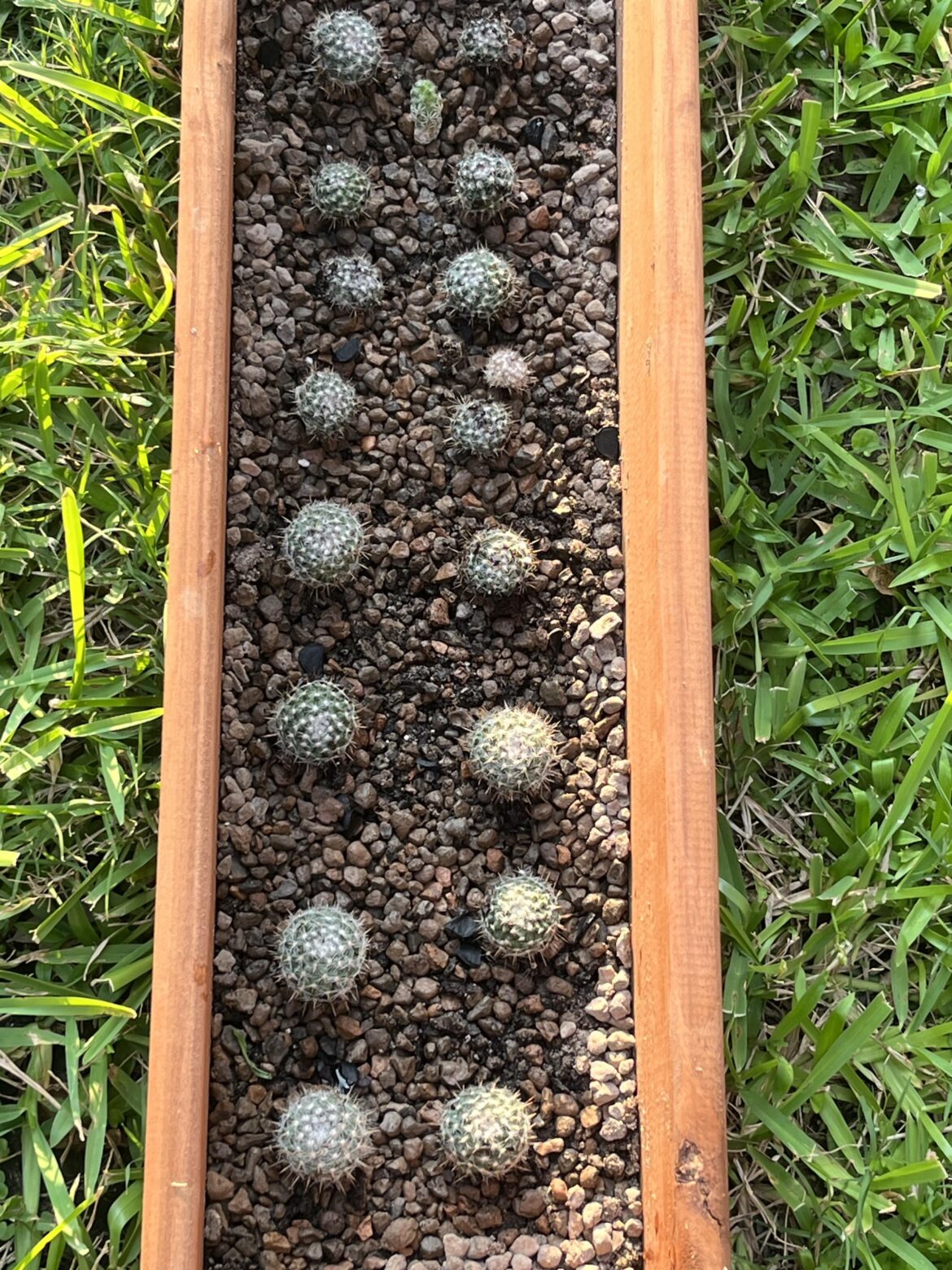 mammilaria hahnianna