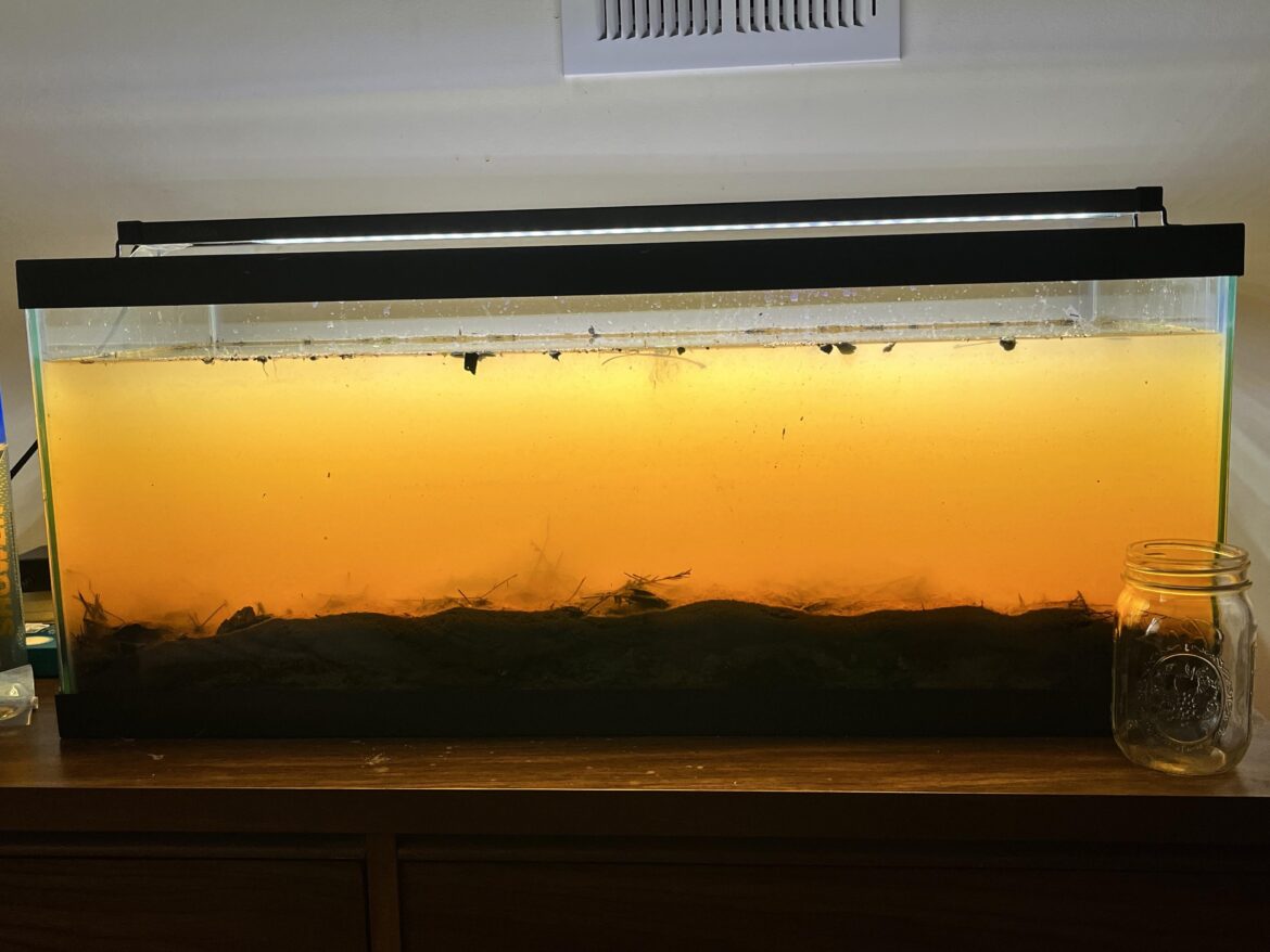 20 Gallon Swamp Ecosphere: Day 1