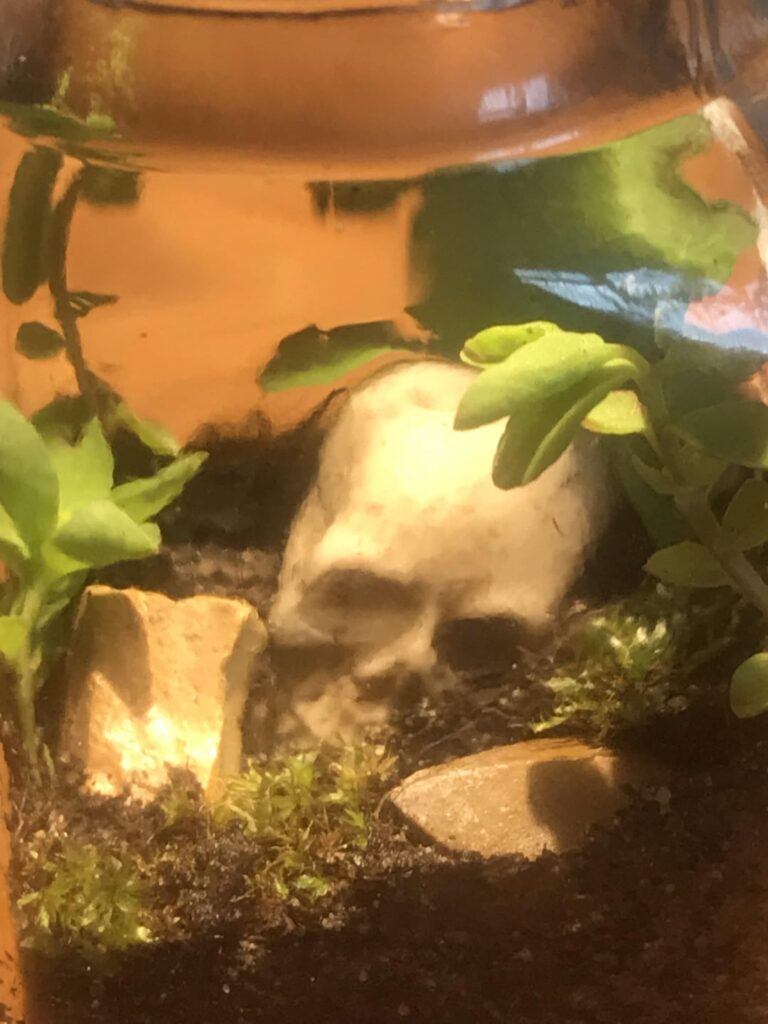 My first skull jarrarium!