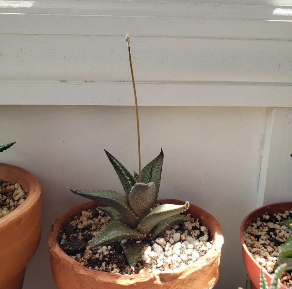 An update on my newest haworthia, it started to flower! An update on my newest haworthia, it started to flower!