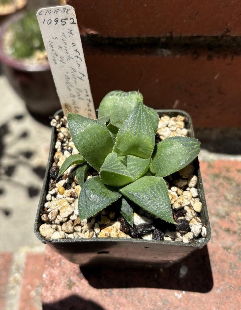 Leaf prop: H. aff retusa