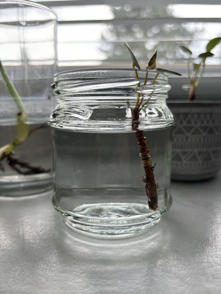 Is this going to work?