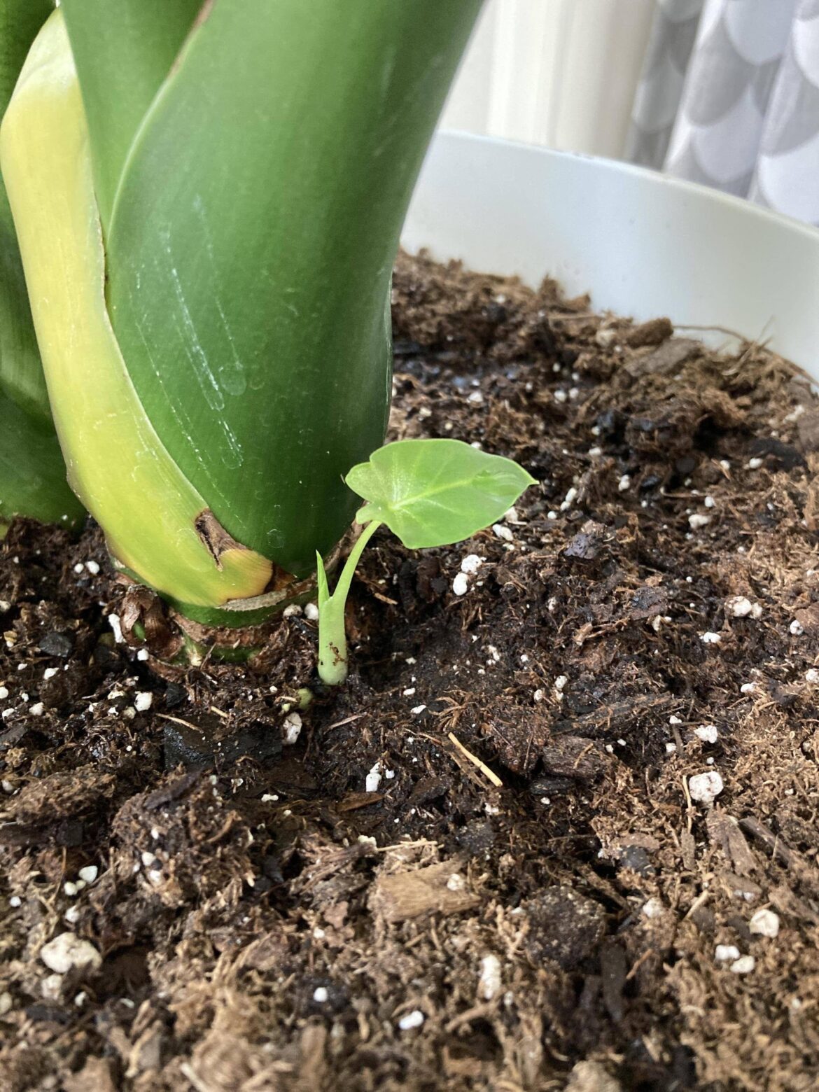Update to the littlest baby elephant ear that ever babied: it has a baby!!