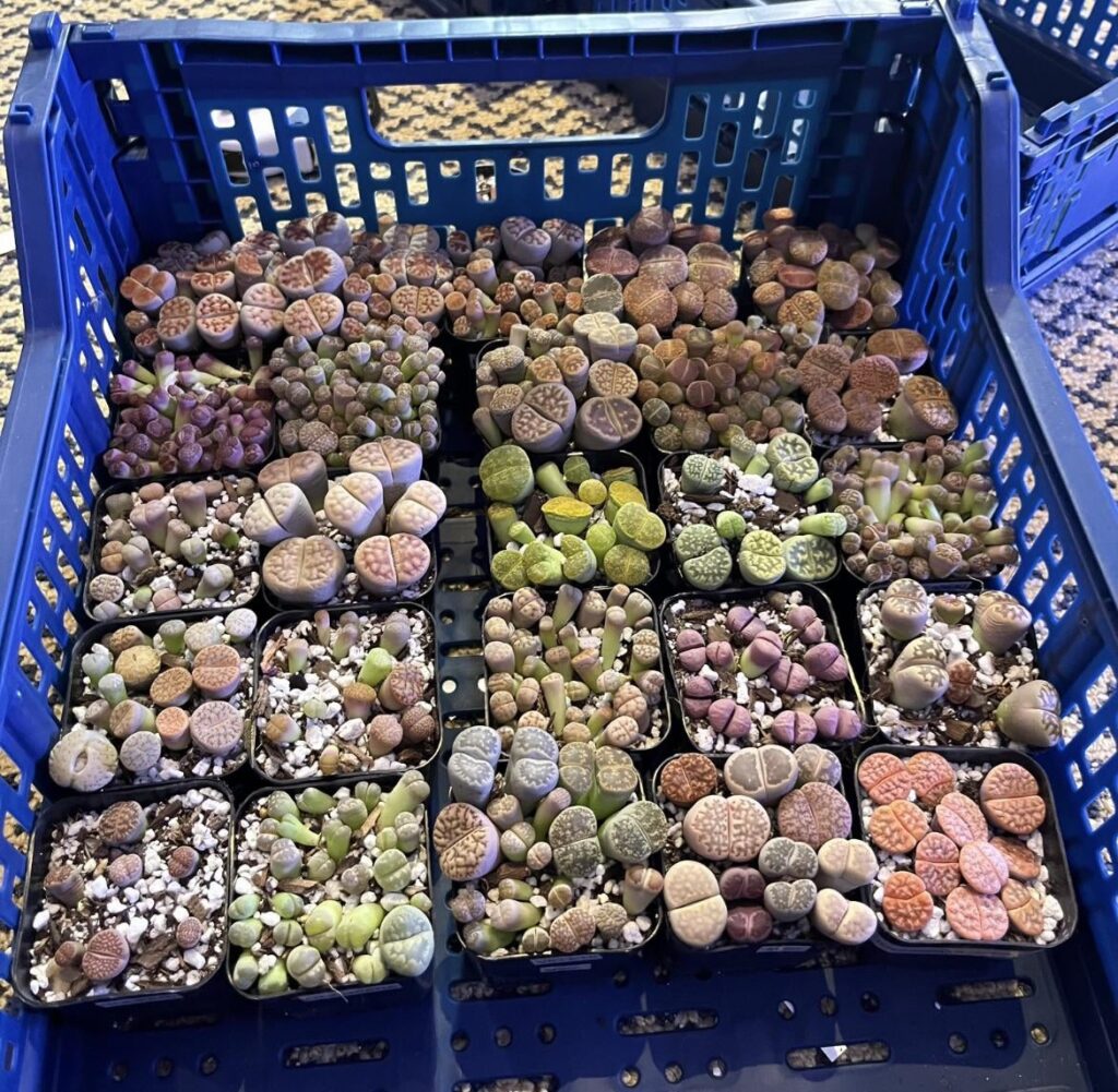 Organized all my lithops into their respective species