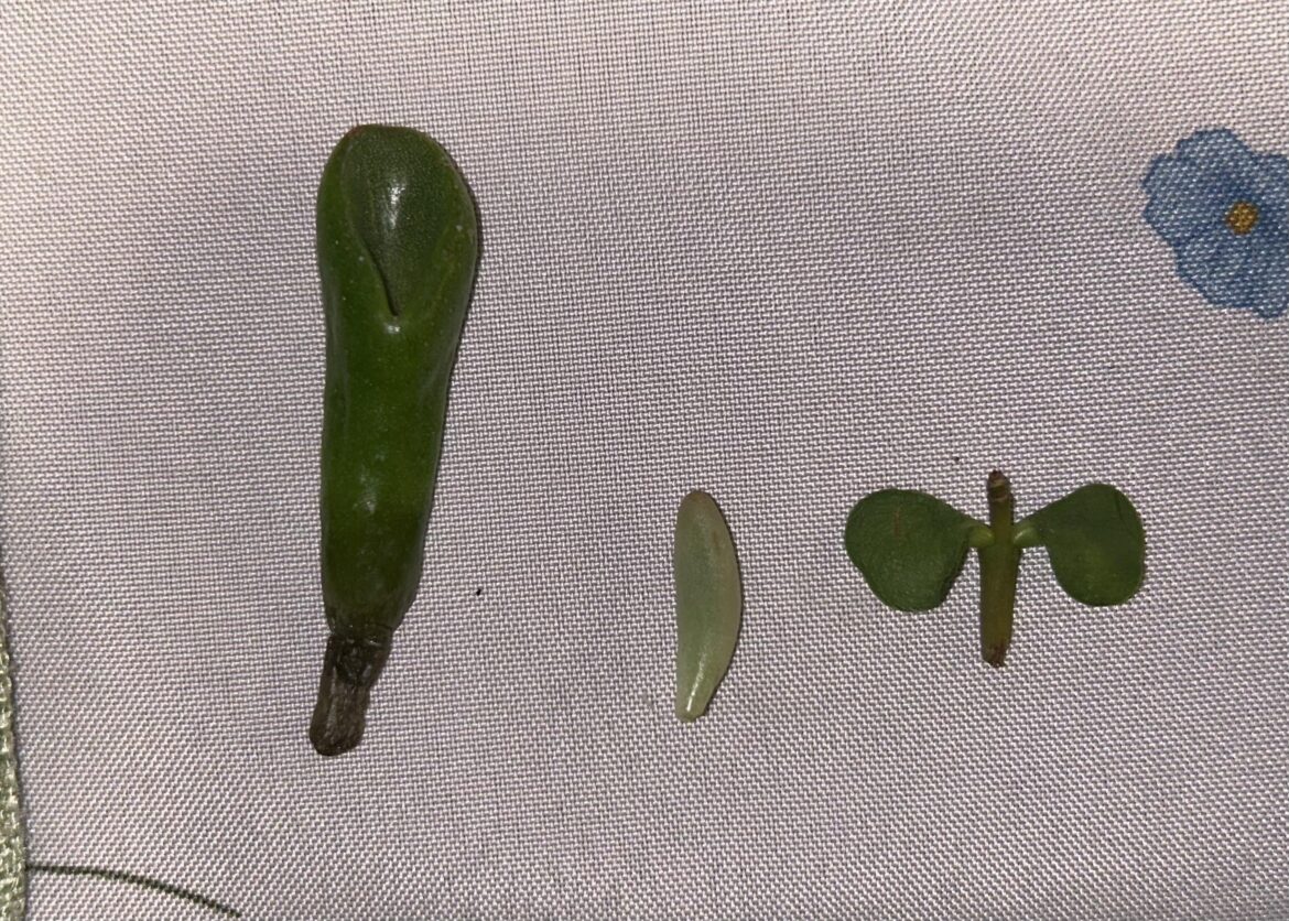 Home depot had a well swept floor but found these tiny ones on the ground. Tips? Home depot had a well swept floor but found these tiny ones on the ground. Tips?