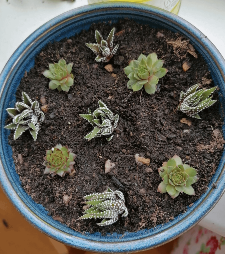 My Haworthia's first flowering!