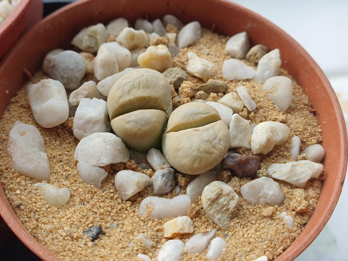 First lithops and first attempt at staging :)