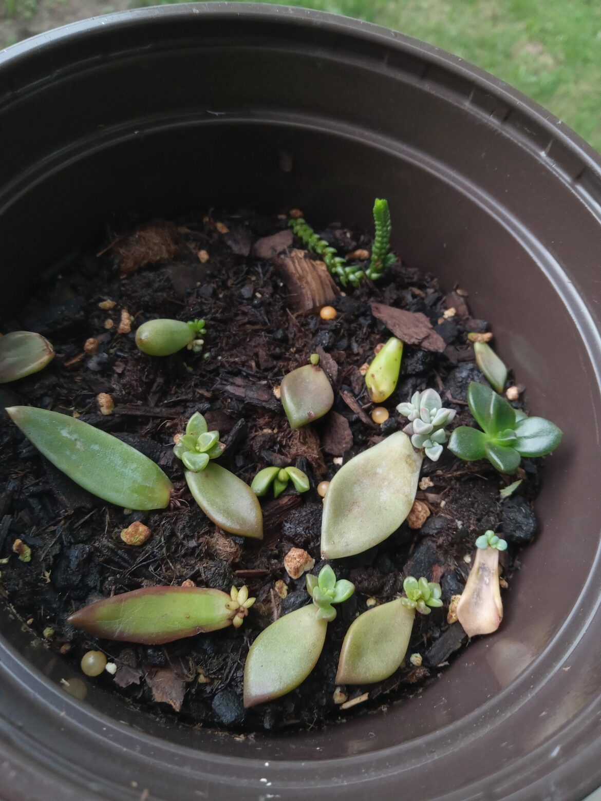1st prop attempt on succulents